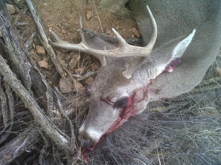 my-coues-buck